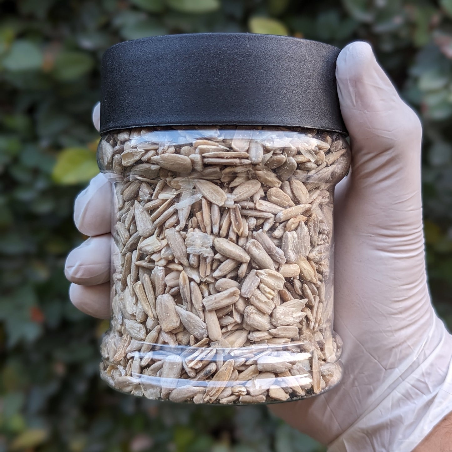 Sunflower Seeds (Without Shells)